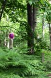 Promenons nous dans les bois 100 * 5616 x 3744 * (9.56MB)